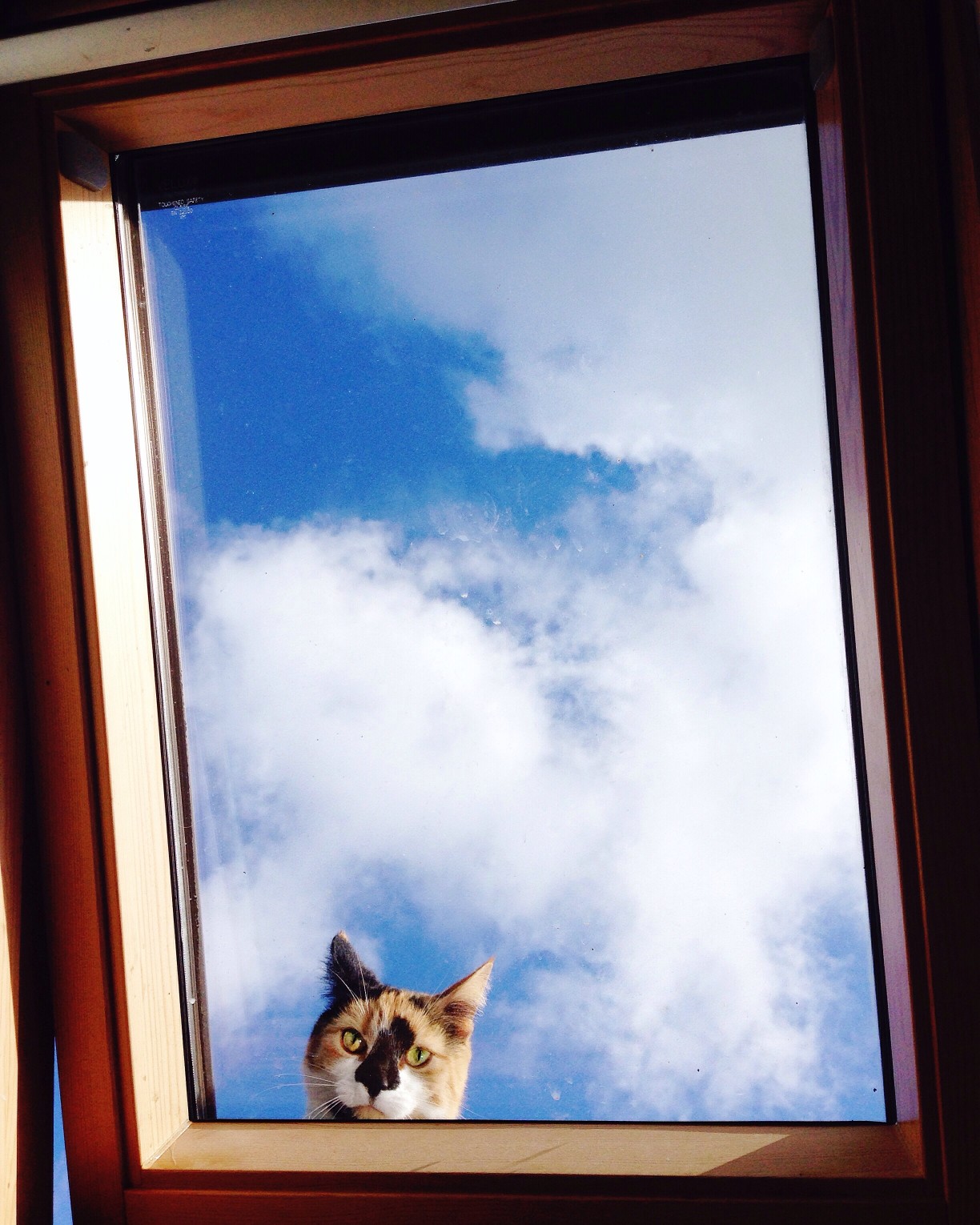 Chat sur fenêtre